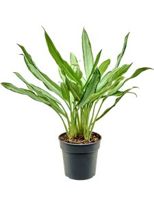 Aglaonema 'White Lance' Tuft