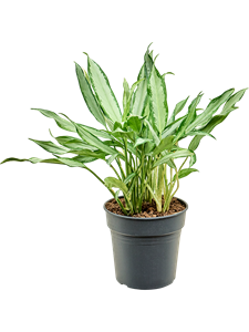 Aglaonema 'White Lance' Bush