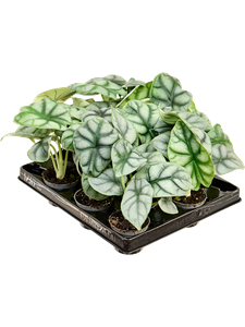 Alocasia 'Silver Dragon' 12/tray