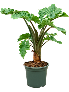 Alocasia 'Low Rider' Bush, 41314