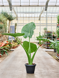 Alocasia macrorrhiza Tuft