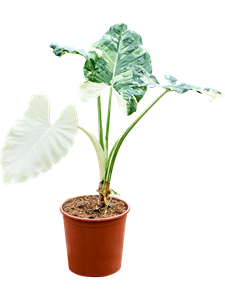 Alocasia macrorrhizos variegata Stem