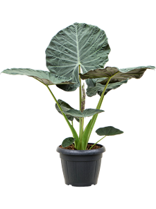 Alocasia 'Regal Shields'