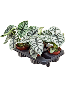 Alocasia 'Silver Dragon' 6/tray