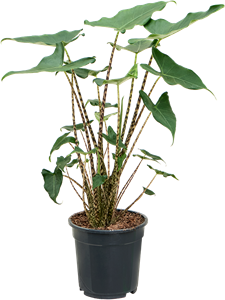 Alocasia zebrina 'Siberian Tiger' Tuft 2pp