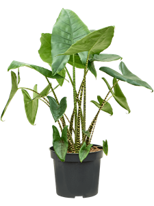 Alocasia zebrina Tuft