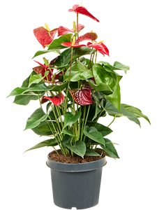 Anthurium andraeanum 'Sierra' Bush Red