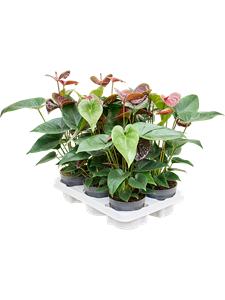 Anthurium andraeanum 'Essencia' 6/tray Brown