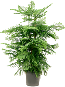 Araucaria heterophylla Bush, 41330