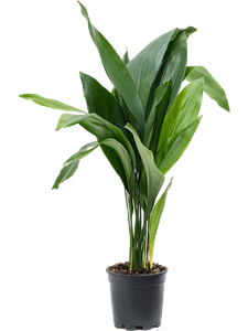 Aspidistra elatior Tuft, 41333