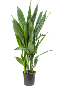 Aspidistra elatior Tuft, 41334