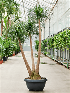 Beaucarnea recurvata Branched