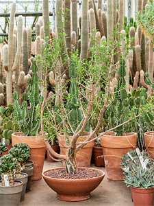 Bursera fagaroides Branched