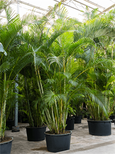 Dypsis (Areca) lutescens (450-500) Tuft