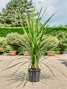 Cordyline australis 2-3 ppp