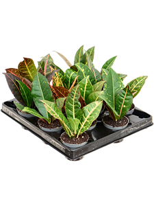 Croton (Codiaeum) variegatum 'Petra' 12/tray