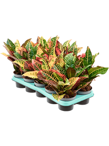 Croton (Codiaeum) variegatum 'Petra' 10/tray 3pp