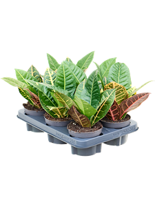 Croton (Codiaeum) variegatum 'Petra' 6/tray