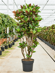 Croton (Codiaeum) variegatum 'Petra' Branched