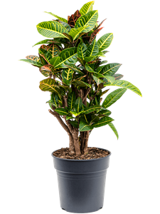 Croton (Codiaeum) variegatum 'Petra' Branched, 41386