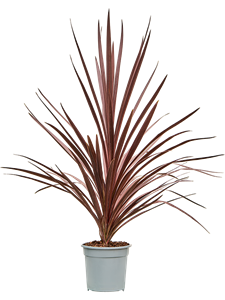 Cordyline australis 'Red Star', 41387