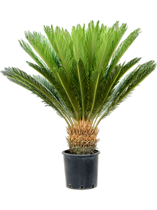 Cycas revoluta Stem (25-30)