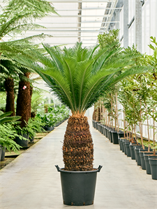 Cycas revoluta Stem (70-80)