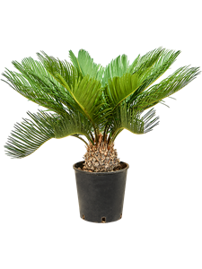 Cycas revoluta Stem, 41394