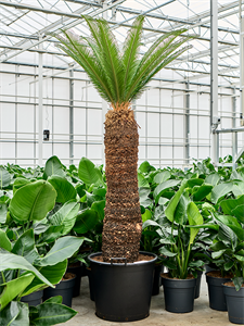 Cycas revoluta Stem (110-120)