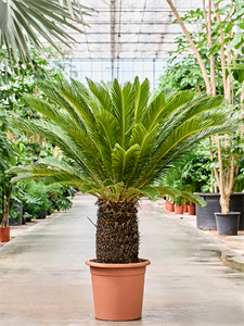 Cycas revoluta Stem, 41396