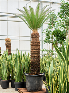 Cycas revoluta Stem (130-140)