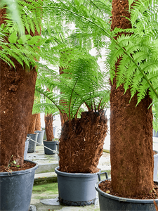 Dicksonia antarctica Stem 90 special