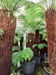 Dicksonia antarctica Stem 150 special