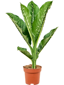 Dieffenbachia seguine 'Caiman'