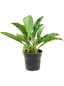 Dieffenbachia 'Crocodile' Bush