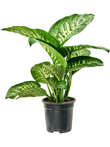 Dieffenbachia seguine 'Tropic Snow'