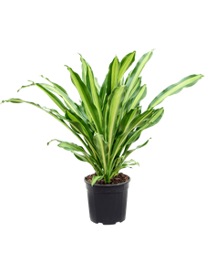 Dracaena fragrans 'Burley' 3pp