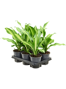 Dracaena fragrans 'Burley' 6/tray Head