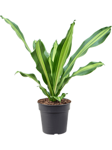 Dracaena fragrans 'Burley' Head, 41416