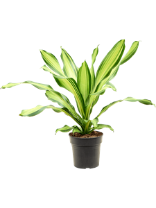 Dracaena fragrans 'Charley' Head, 41417