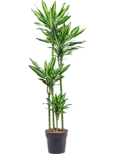 Dracaena fragrans 'Cintho' 120-90-60-30