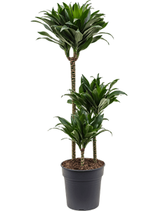 Dracaena fragrans 'Compacta' 60-30-15, 41420