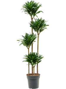 Dracaena fragrans 'Compacta' 120-90-60-30