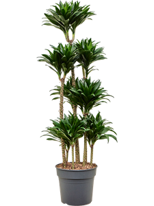 Dracaena fragrans 'Compacta' Carrousel