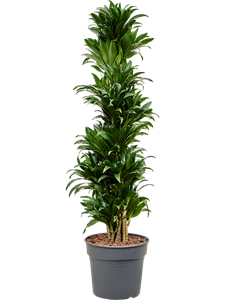 Dracaena fragrans 'Compacta' Branched-multi, 41424