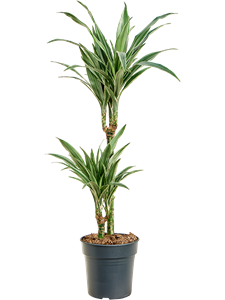 Dracaena deremensis 'Warneckei' 45-15