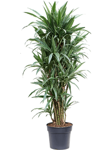 Dracaena deremensis 'Warneckei' Branched-multi