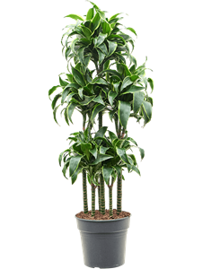 Dracaena fragrans 'Dorado' Carrousel, 41427