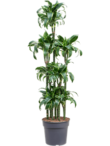 Dracaena fragrans 'Dorado' Carrousel, 41428