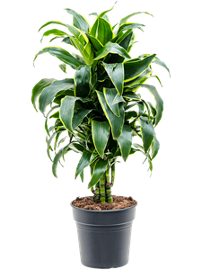 Dracaena fragrans 'Dorado' Branched-multi, 41429